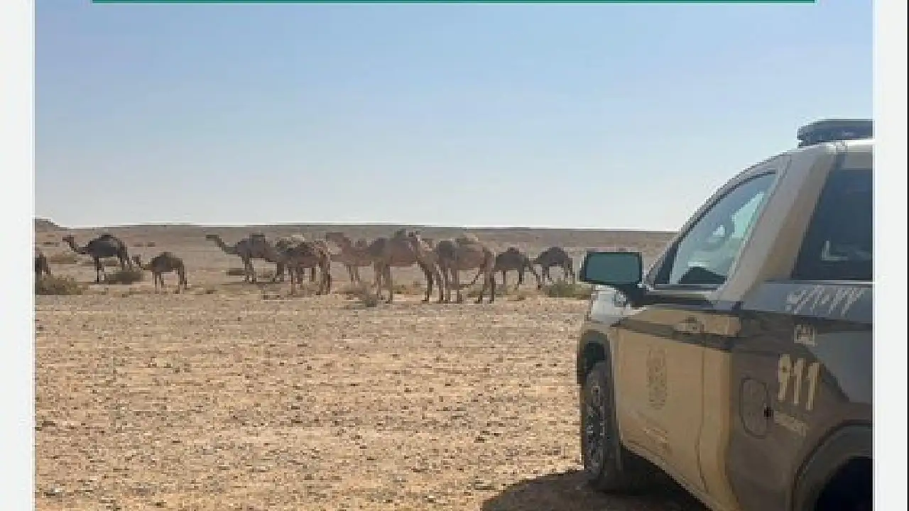 ضبط مواطن بسبب الرعي المخالف في محمية الملك عبدالعزيز وهذه العقوبات بانتظاره
